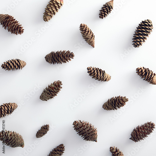 Pattern with pinecone on white background