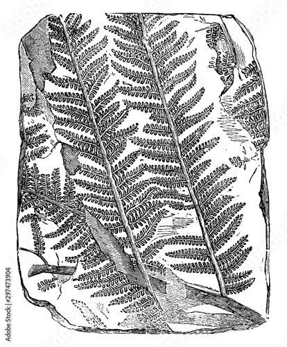 Fossil Tree Fern vintage illustration.