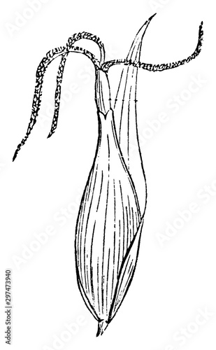 Shining Flatsedge vintage illustration.