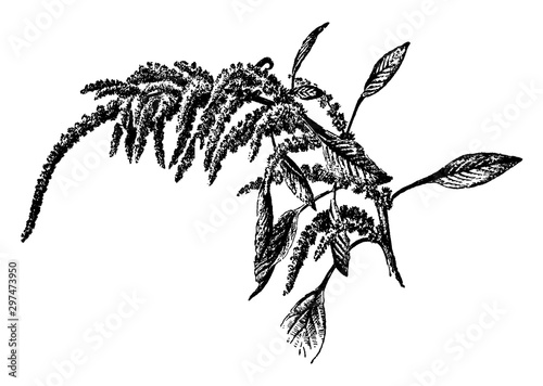 Amarantus Caudatus vintage illustration.