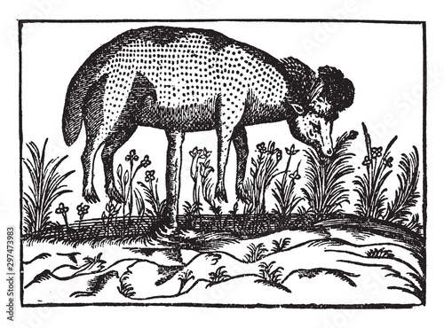 Scythian Lamb vintage illustration. photo