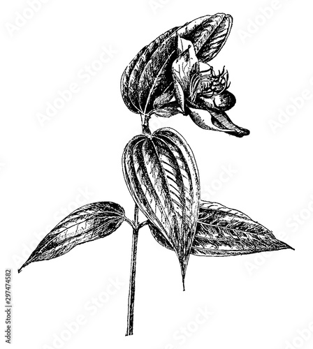 Evergreen, Tibouchina, Semidecandra, shrub, Brazil vintage illustration.