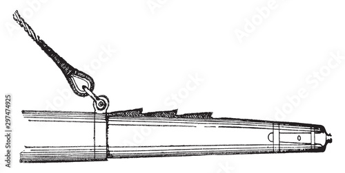 Cockscomb, vintage illustration.