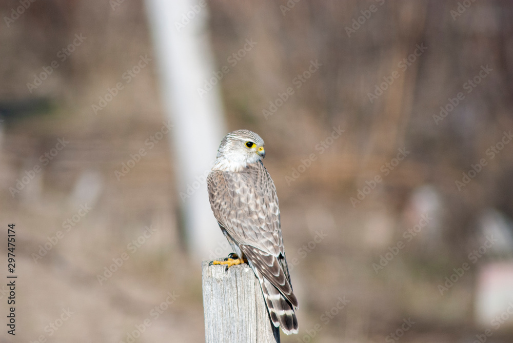 Young kestral in idaho in the autumn Young kestral in idaho in the autumn