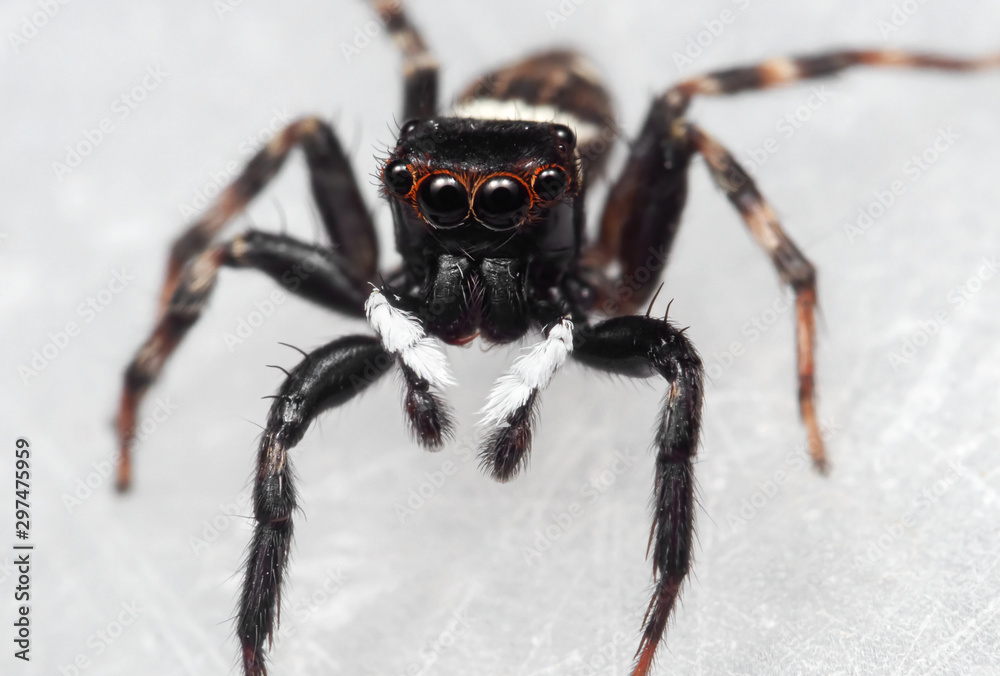 Macro Photo of Jumping Spider on White Floor Macro Photo of Jumping Spider on White Floor
