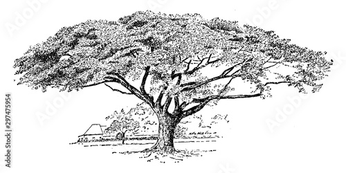 Samanea Saman vintage illustration.