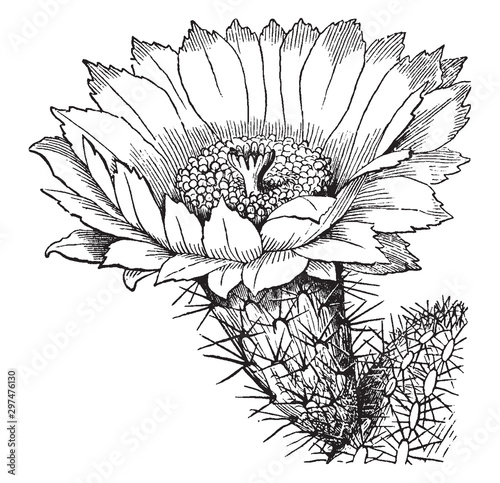 Cactus vintage illustration.