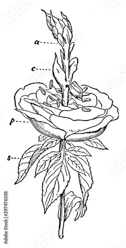 Proliferous Rose vintage illustration. photo