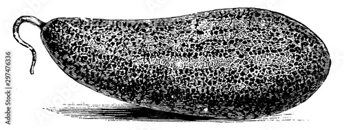 Persian Melon vintage illustration.