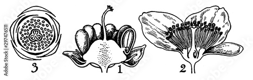 Order of Ochnaceae vintage illustration.