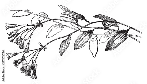 Bomarea, Salsilla, flower, leaves, trumpet vintage illustration.