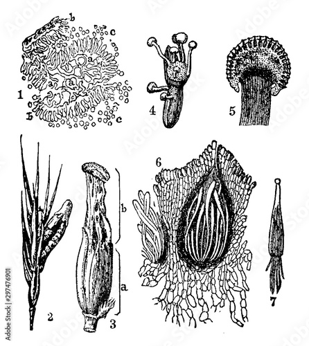 Ergot vintage illustration.