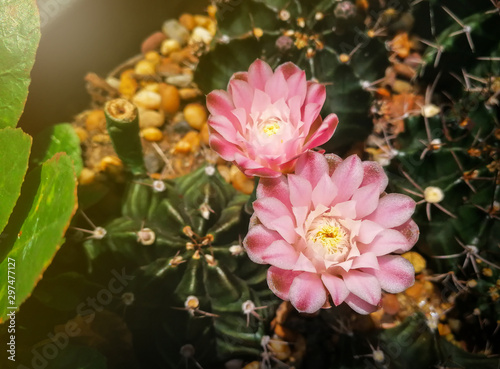 Pink flower from mini cactu...