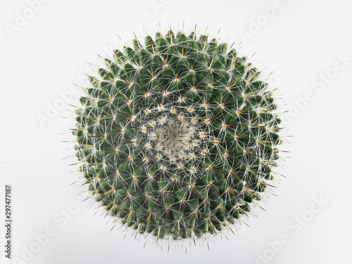 Top view mini circle cactus no little pot  white background