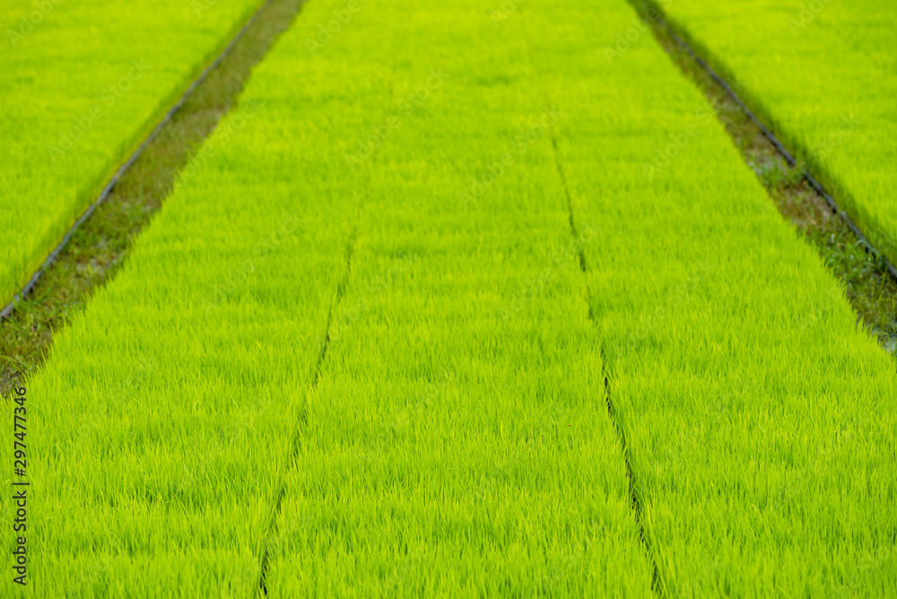 Rice seedlings of farmers for planting Rice seedlings of farmers for planting