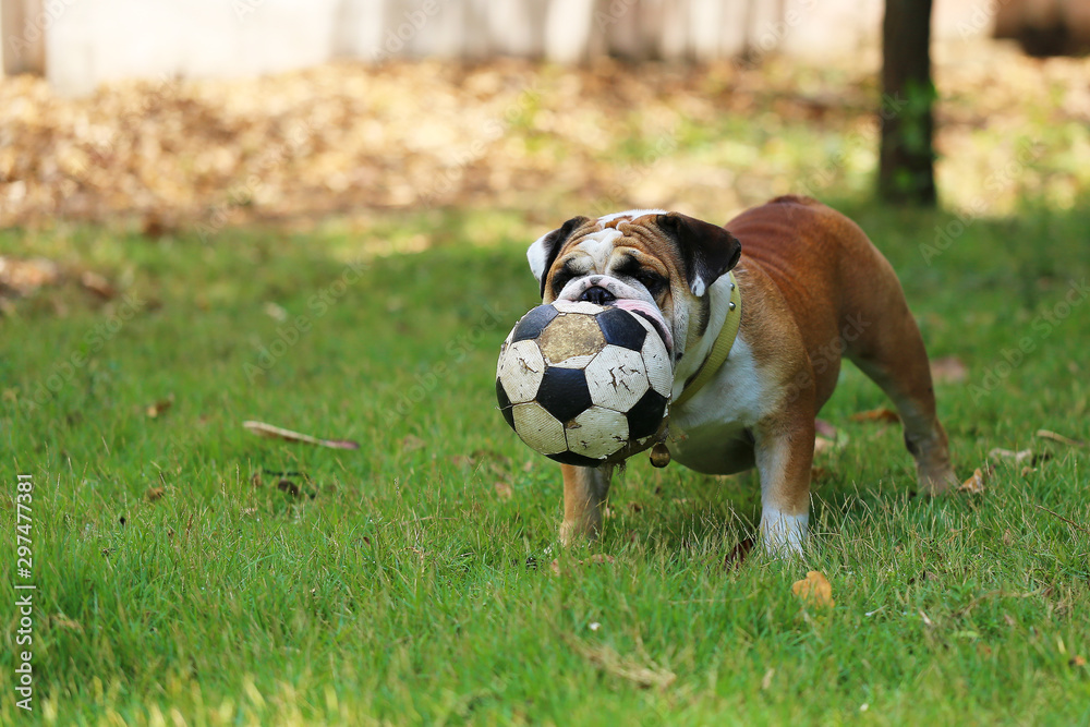 English Bulldog hold broken ball in grass field. Dog playing football in the park.