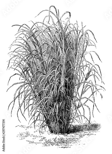 Saccharum Aegyptiacum vintage illustration.