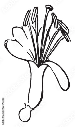 Flower, Honeysuckle, arching, shrubs, twining, bines, Caprifoliaceae, clusters vintage illustration.