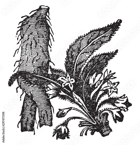 Mandrake vintage illustration.