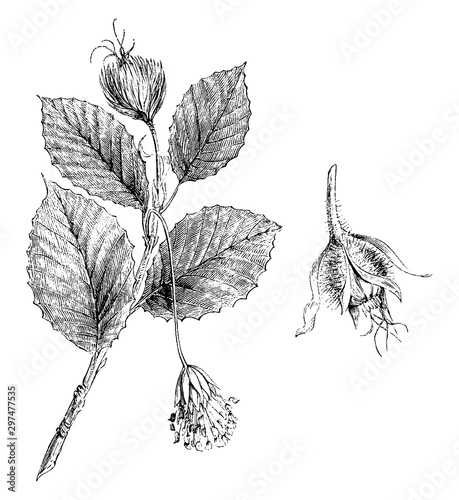 Branchlet, Fagus, Sylvatica, Male, Female, Flowers, Common, Beech, Fagaceae vintage illustration.