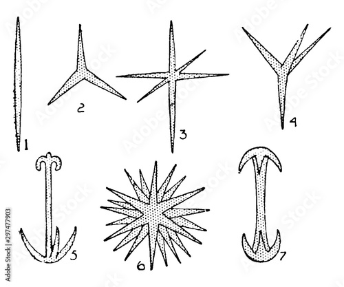 Sponge Spicules, vintage illustration.