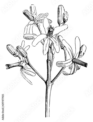 Portion of Inflorescence of Melia Azedarach vintage illustration.