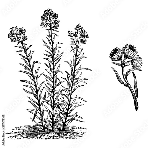Habit and Inflorescence of Antennaria Margaritacea vintage illustration.