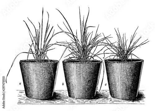 Bent Plants vintage illustration.