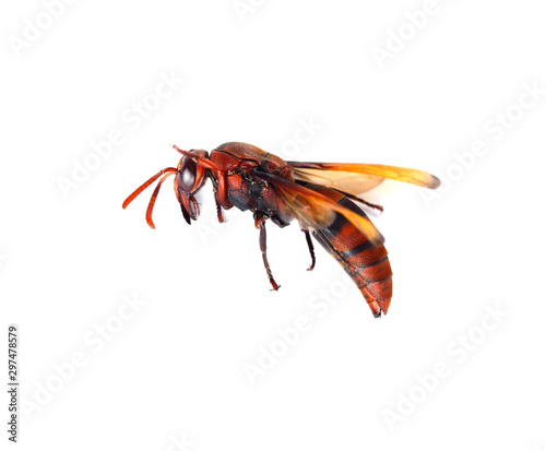 Fierce wasp, deadly poison on a white background © photodeedooo