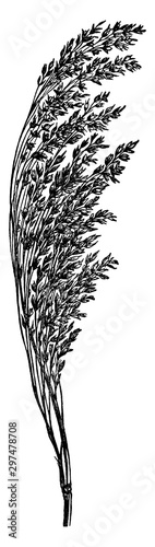 Common Millet vintage illustration.