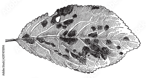 Shot-hole Fungus vintage illustration.
