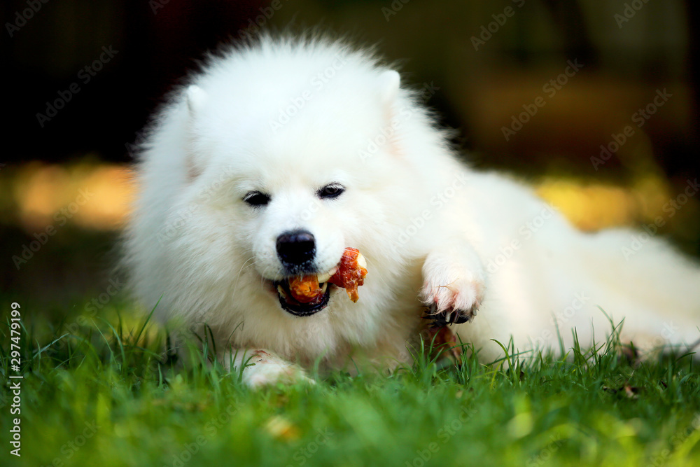Samoyed lying and chewing treats on grass. White dog bite bone.