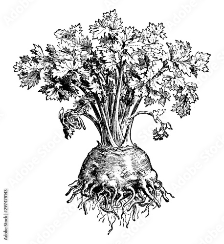 Celeriac vintage illustration.