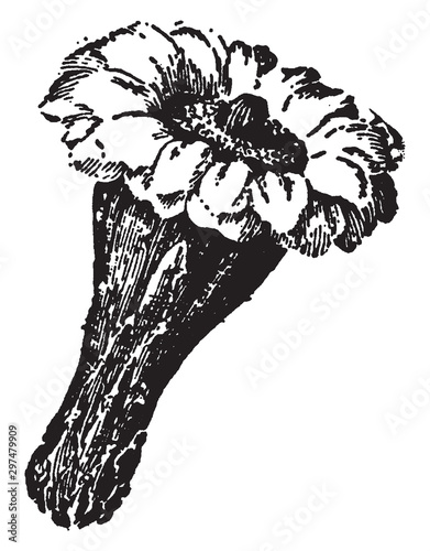 Carnegia Gigantea vintage illustration.