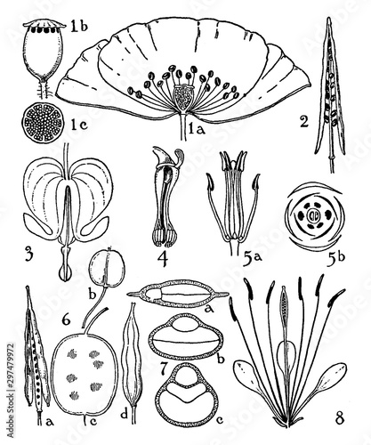 Capparidaceae, Chelidonium, cleome, Cruciferae, Dicentra, flower, Fumaria, Fumariaceae, order, Papaver, Papaveraceae, anther, stigma, petals vintage illustration. photo