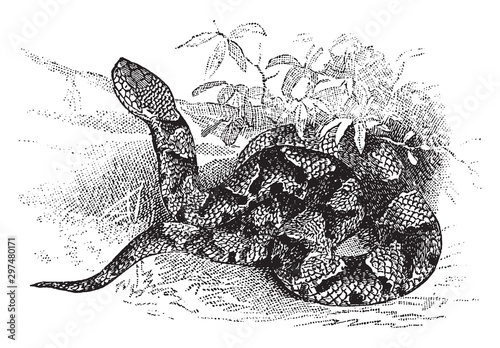 Copperhead, vintage illustration.