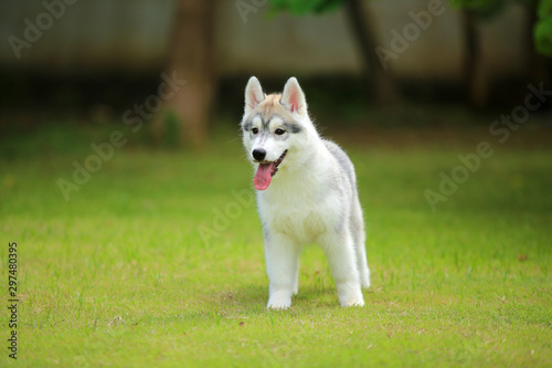 Siberian Husky puppy gray and white colors 1 month old on grass. Puppy smiling in the park. Dog unleashed in grass field.