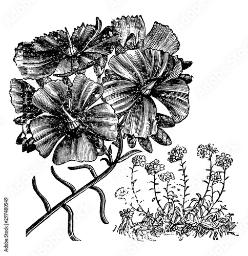 Flower and Habit of Calandrinia Umbellata vintage illustration.