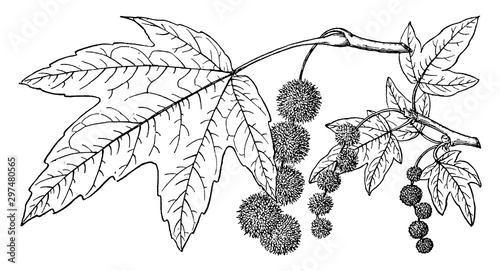 Branch of Western Sycamore vintage illustration.