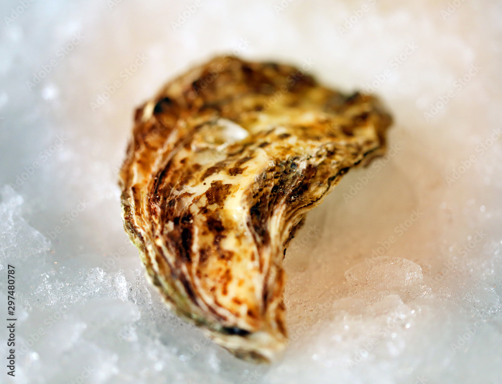 Photo background macro of a delicious large oyster