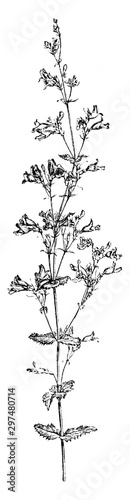 Upper Portion of Plant of Pentstemon Diffusus vintage illustration. photo