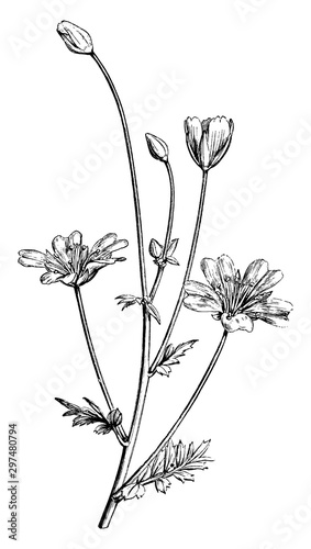 Flowering Branch of Limnanthes Douglasii vintage illustration. photo