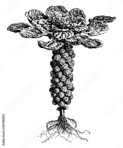 Brussels Sprouts vintage illustration.