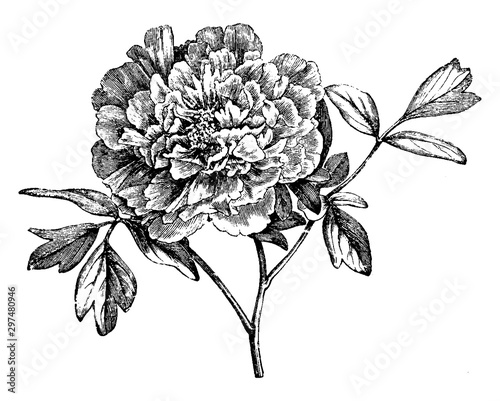 Flowering Branch of Mountain Peony vintage illustration.