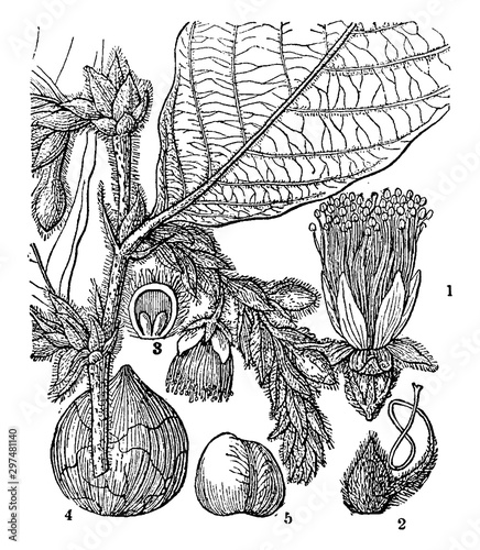 Couepia vintage illustration.