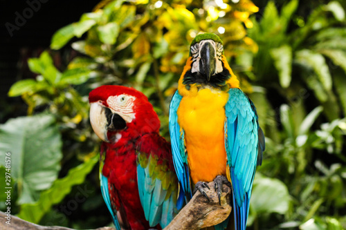 colorful macaw parrots