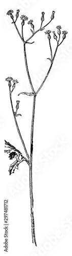 Wild Lettuce vintage illustration.