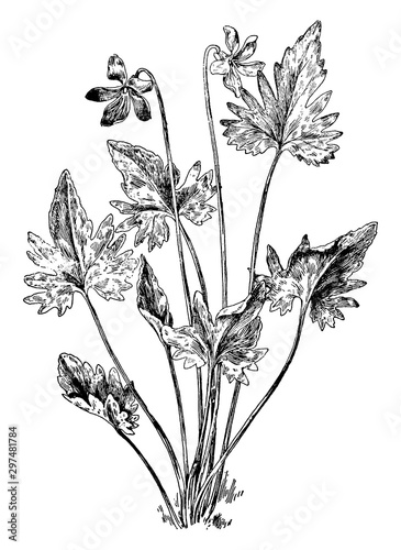 V. Palmata vintage illustration.