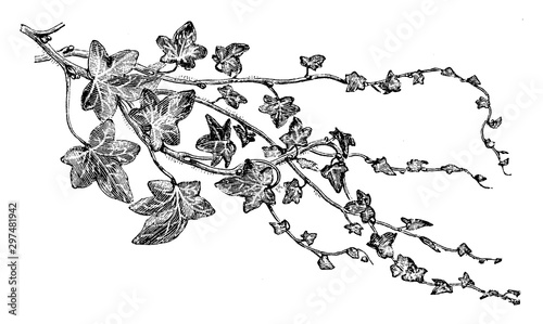 Hedera Helix Lobata Major vintage illustration.