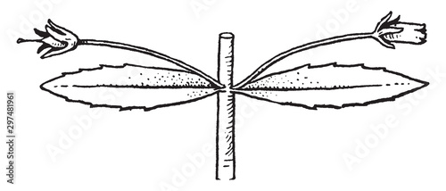 Gratiola vintage illustration.